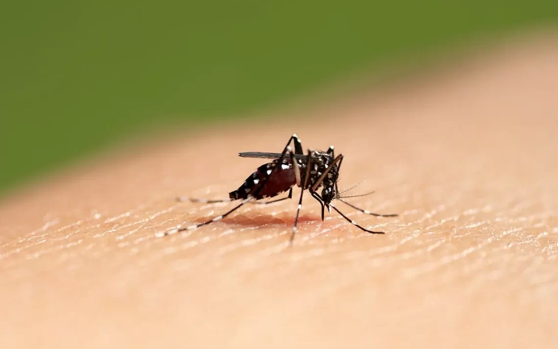 febre quebrada, malária, zika, chikungunya