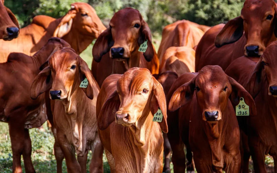 animais, ainda vivos