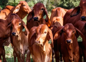 animais, ainda vivos