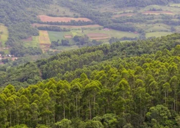 desertos verdes;