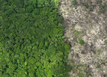 deforestation, clearing, floresta, destruição;