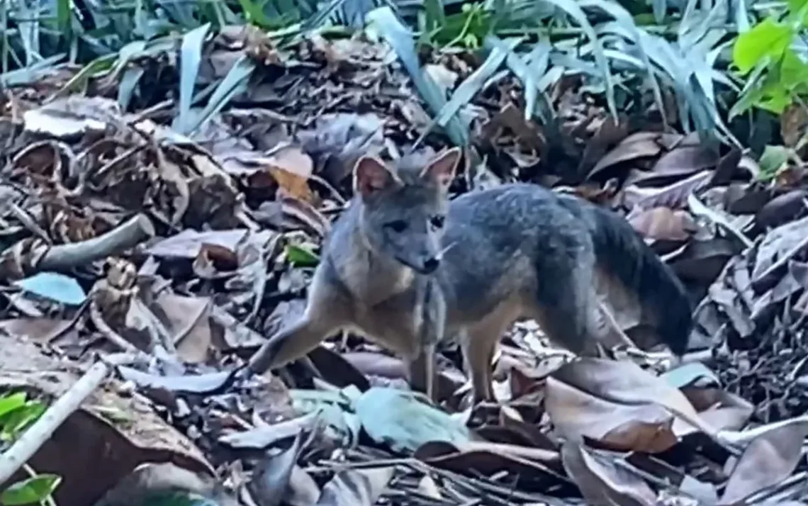 Lobo-marinho, Pterodon;