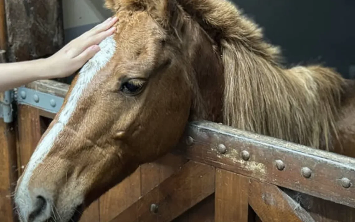 equinos, animais, de grande porte;